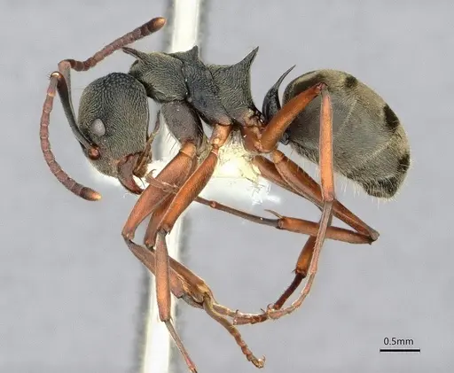 Dolichoderus septemspinosus - CASENT0886021