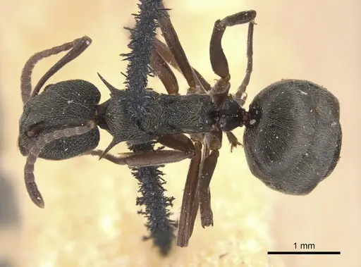 Dolichoderus septemspinosus - CASENT0905033