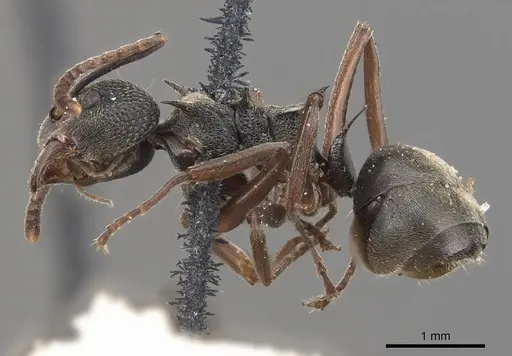 Dolichoderus septemspinosus - CASENT0905033