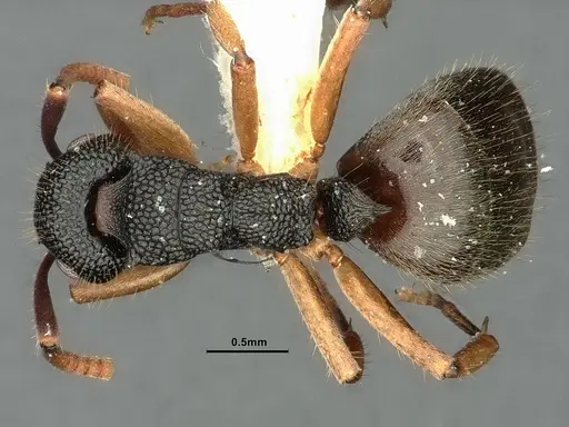 Dolichoderus setosus specimen