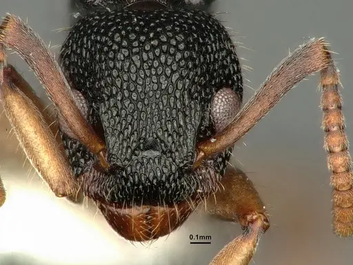 Dolichoderus setosus specimen