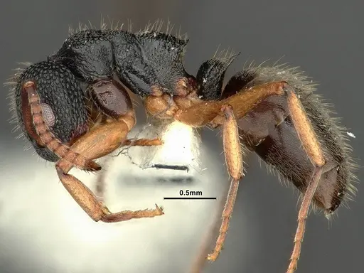 Dolichoderus setosus specimen