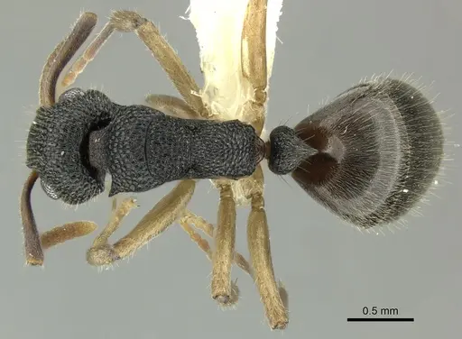 Dolichoderus setosus - INBIOCRI002281828