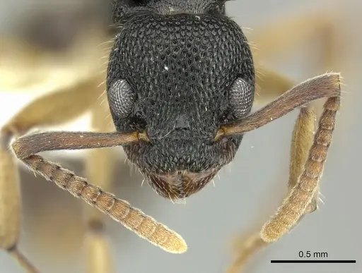 Dolichoderus setosus - INBIOCRI002281828