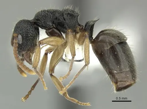 Dolichoderus setosus - INBIOCRI002281828