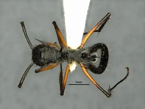 Dolichoderus shattucki specimen