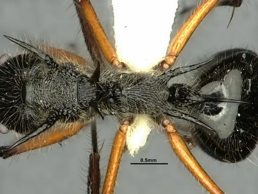 Dolichoderus shattucki specimen