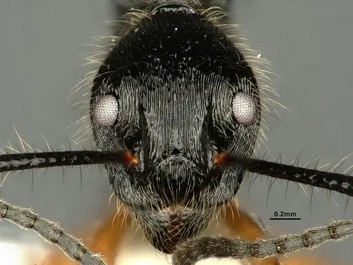 Dolichoderus shattucki specimen