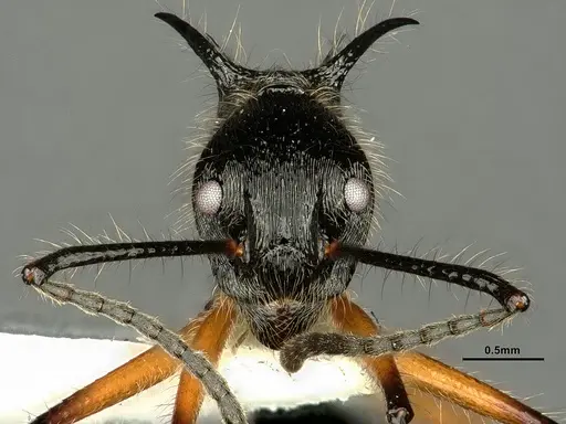 Dolichoderus shattucki - CASENT0632946