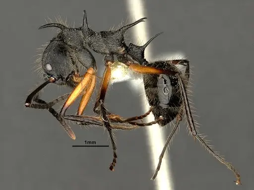 Dolichoderus shattucki - CASENT0632946