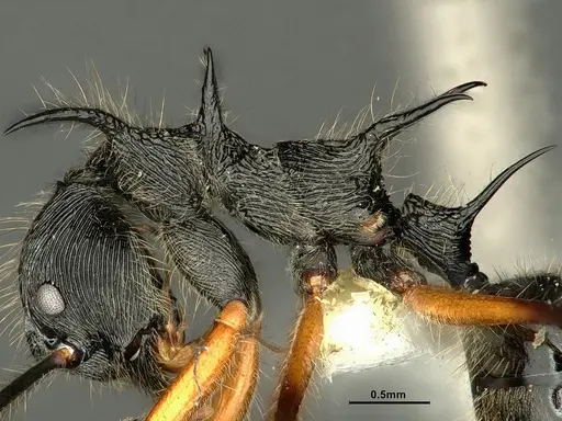 Dolichoderus shattucki - CASENT0632946