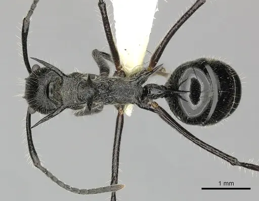 Dolichoderus shattucki - JTLC000003181
