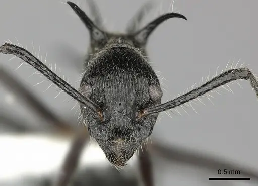 Dolichoderus shattucki - JTLC000003181