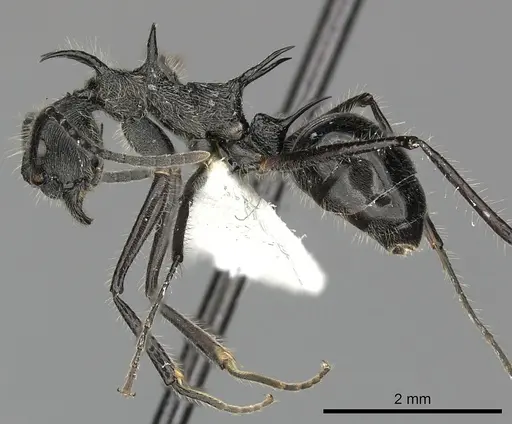 Dolichoderus shattucki - JTLC000003181