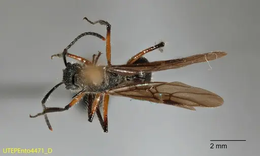 Dolichoderus shattucki - UTEPENTO4471