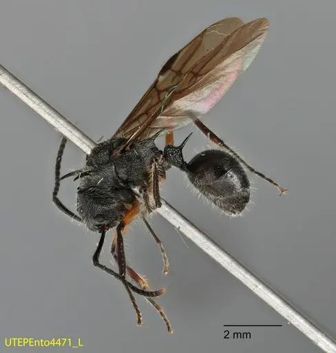 Dolichoderus shattucki - UTEPENTO4471