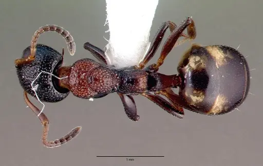 Dolichoderus sibiricus specimen