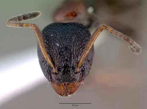 Dolichoderus sibiricus specimen