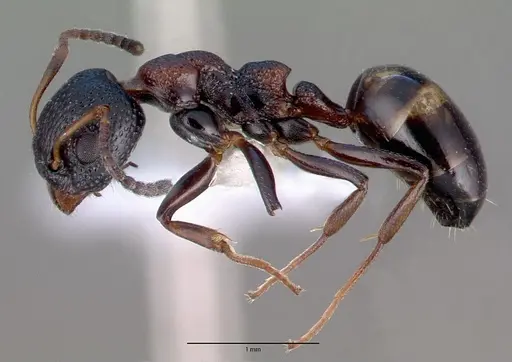 Dolichoderus sibiricus specimen