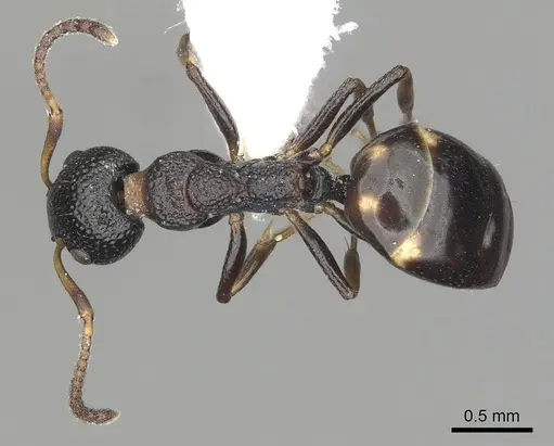 Dolichoderus sibiricus - CASENT0249566