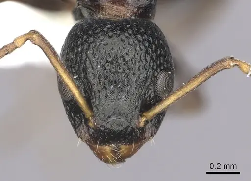 Dolichoderus sibiricus - CASENT0249566