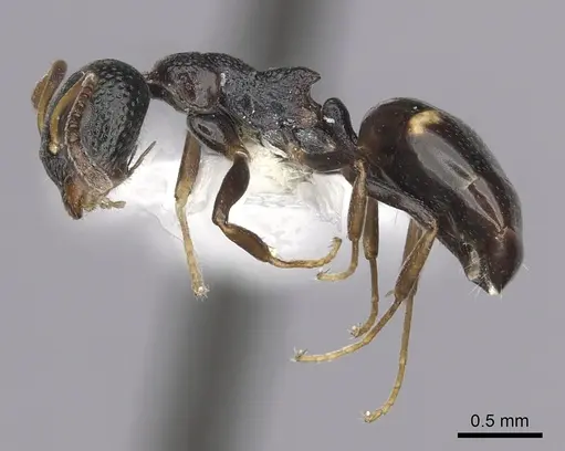 Dolichoderus sibiricus - CASENT0249566