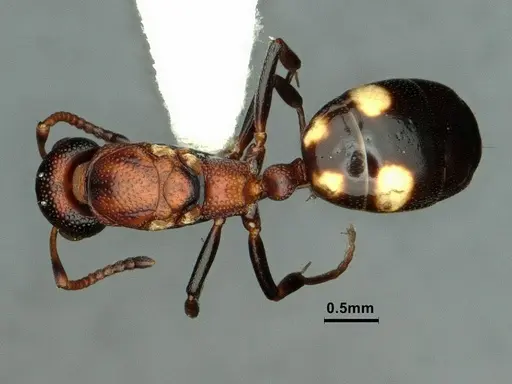 Dolichoderus sibiricus - CASENT0886074