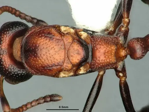 Dolichoderus sibiricus - CASENT0886074