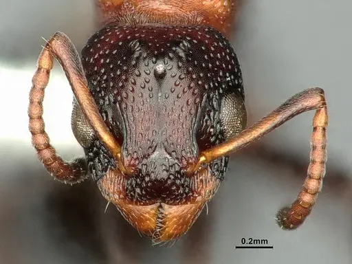 Dolichoderus sibiricus - CASENT0886074