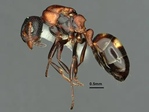 Dolichoderus sibiricus - CASENT0886074