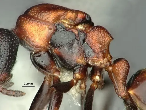 Dolichoderus sibiricus - CASENT0886074