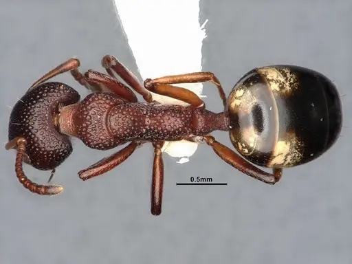 Dolichoderus sibiricus - CASENT0886098