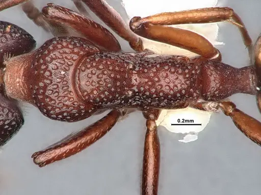 Dolichoderus sibiricus - CASENT0886098