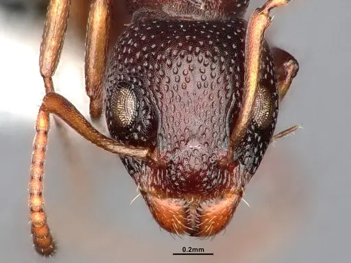 Dolichoderus sibiricus - CASENT0886098