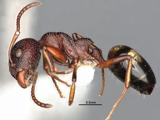 Dolichoderus sibiricus - CASENT0886098