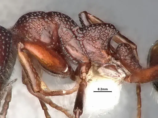 Dolichoderus sibiricus - CASENT0886098