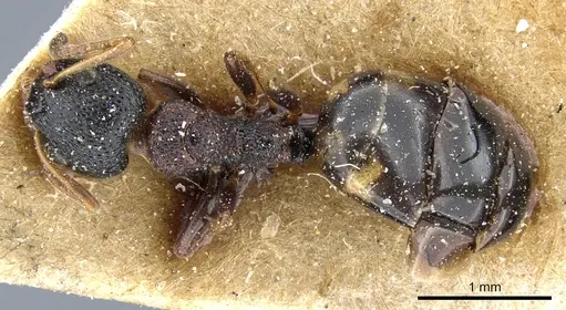 Dolichoderus sibiricus - CASENT0905009