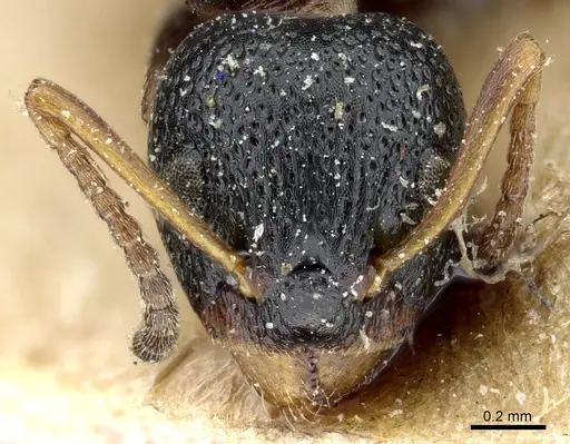 Dolichoderus sibiricus - CASENT0905009