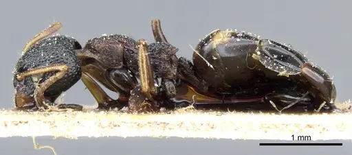 Dolichoderus sibiricus - CASENT0905009