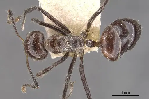 Dolichoderus siggii specimen