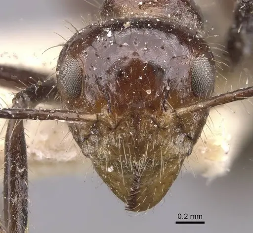 Dolichoderus siggii specimen