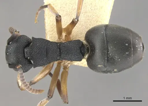 Dolichoderus smithi specimen