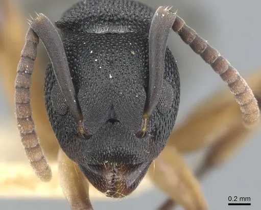 Dolichoderus smithi specimen