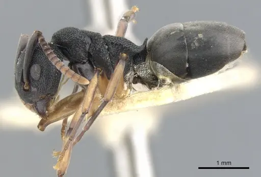 Dolichoderus smithi specimen