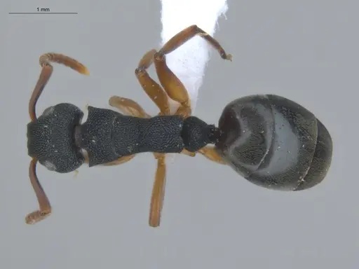 Dolichoderus smithi - ECOFOG-IT14-0411-05