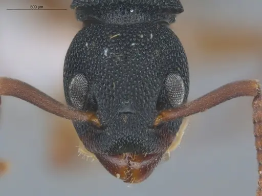 Dolichoderus smithi - ECOFOG-IT14-0411-05