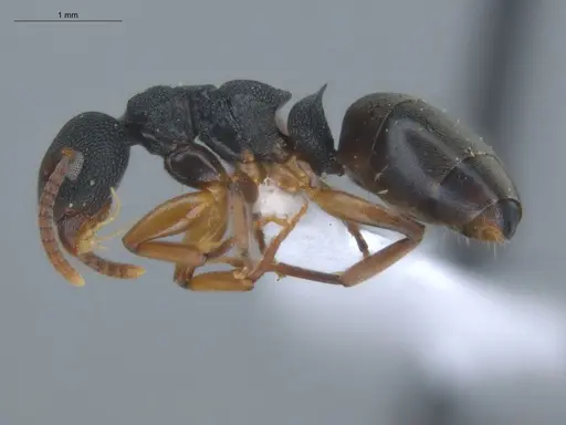 Dolichoderus smithi - ECOFOG-IT14-0411-05