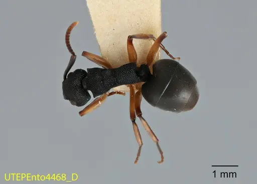 Dolichoderus smithi - UTEPENTO4468
