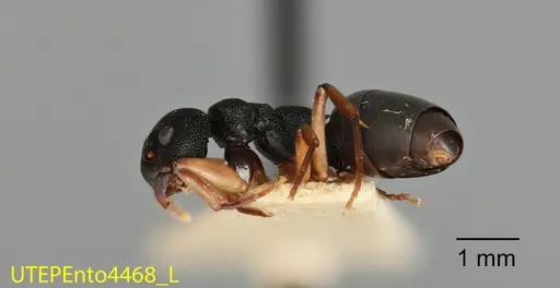 Dolichoderus smithi - UTEPENTO4468