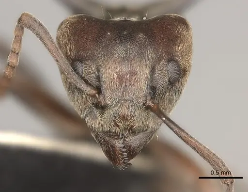 Dolichoderus spinicollis specimen